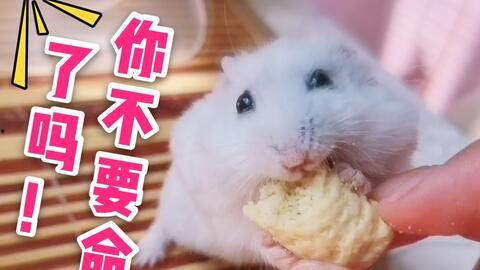 网红电气鼠黑料