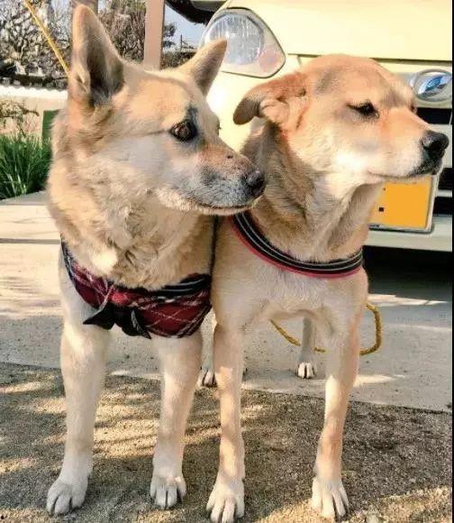 网红狗子于我的黑料